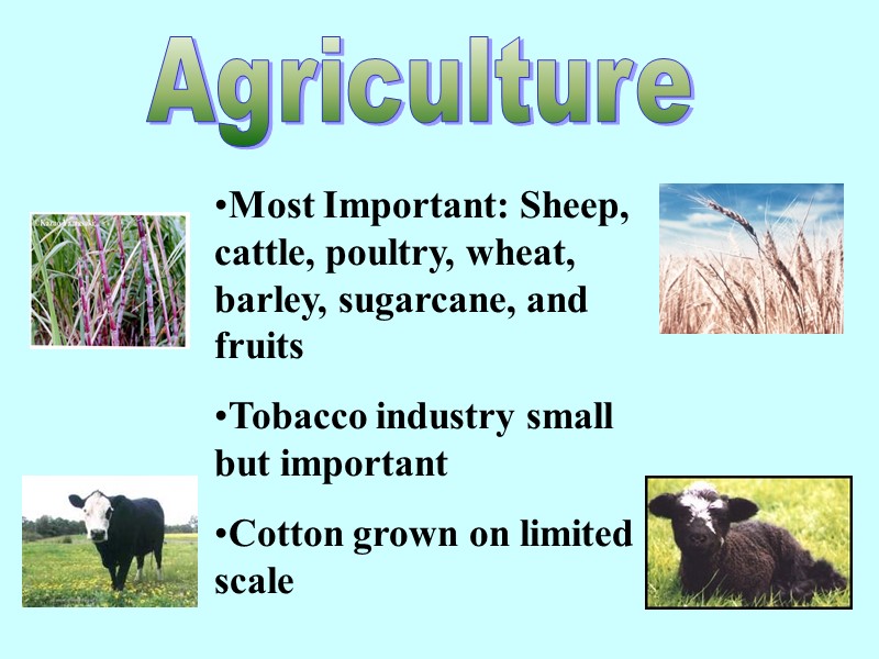 Agriculture Most Important: Sheep, cattle, poultry, wheat, barley, sugarcane, and fruits Tobacco industry small